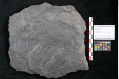 Foto (Objekt + Etikett) von Plantae indet.  (NHMW-GEO-2024-0188-11544)